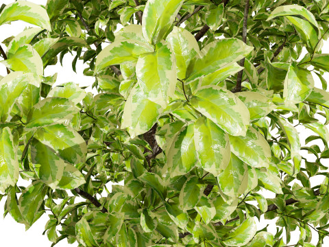 Ficus Triangle Variegata 3D Model