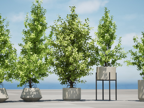 Ficus Triangle Variegata 3D Model