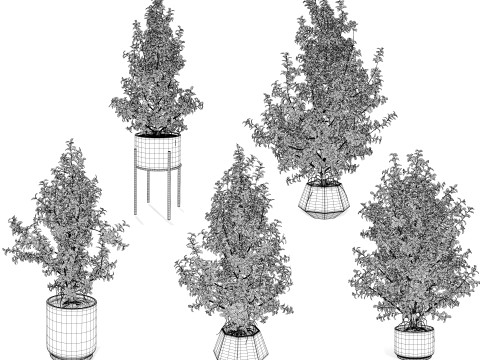 Ficus Triangle Variegata 3D Model