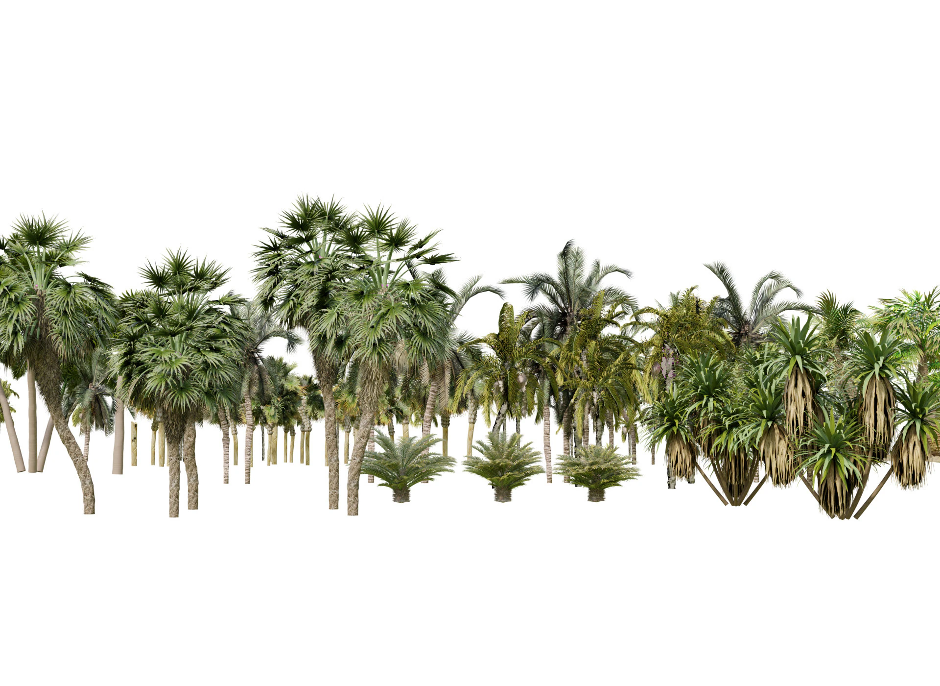 Pacchetto 3D di palme da esterno Modello 3D .c4d .max .obj .3ds .fbx .stl .blend 