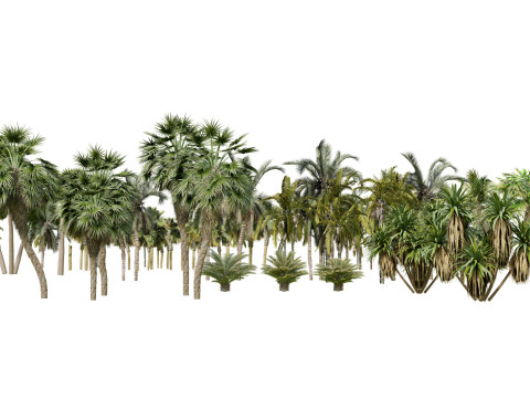 Outdoor Palms 3d Pack 3D Model