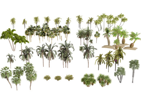 Outdoor Palms 3d Pack 3D Модель