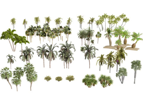 Pacchetto 3D di palme da esterno Modello 3D