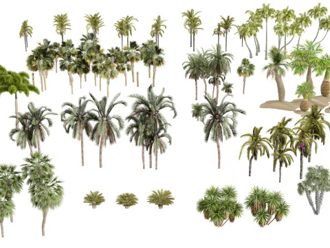 Pacchetto 3D di palme da esterno Modello 3D