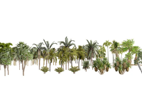 Pacchetto 3D di palme da esterno Modello 3D