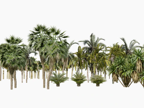 Pacchetto 3D di palme da esterno Modello 3D