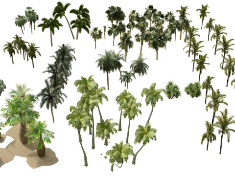 Outdoor Palms 3d Pack 3D Модель