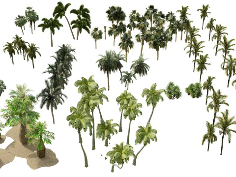 Pacchetto 3D di palme da esterno Modello 3D