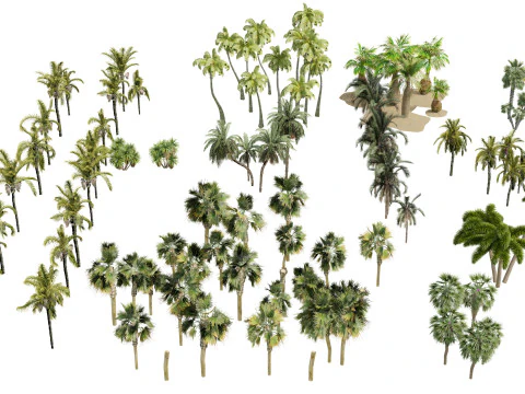 Pacchetto 3D di palme da esterno Modello 3D