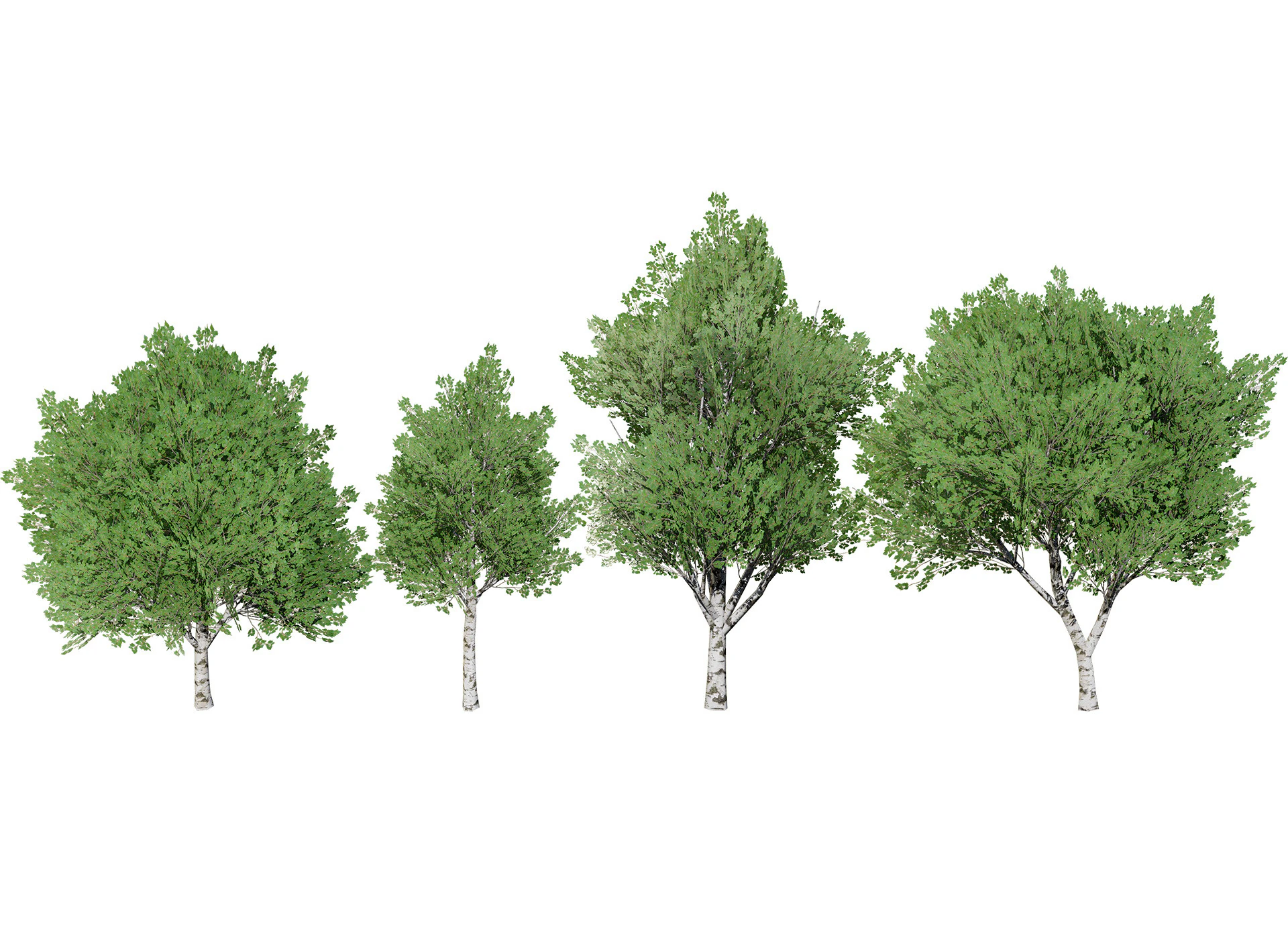 Low Poly Grey Poplar Trees 3D Model .c4d .max .obj .3ds .fbx .stl .blend 
