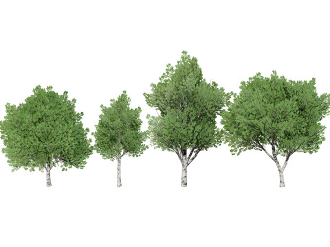 Low Poly Grey Poplar Trees 3D-Modell