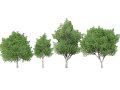 Low Poly Grey Poplar Trees Modello 3D