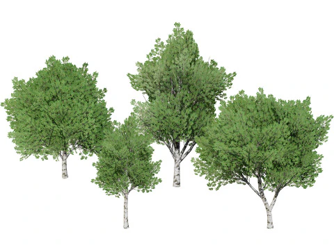 Low Poly Grey Poplar Trees 3D Model