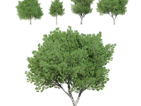 Low Poly Grey Poplar Trees 3Dモデル