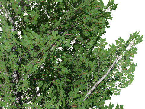 Low Poly Grey Poplar Trees 3Dモデル