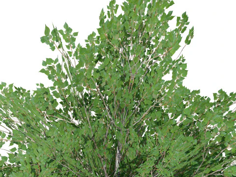 Low Poly Grey Poplar Trees 3D Model