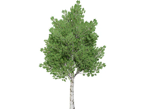 Low Poly Grey Poplar Trees 3D Model