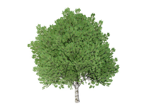 Low Poly Grey Poplar Trees 3Dモデル