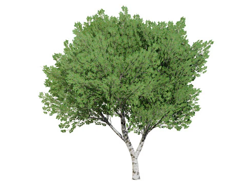 Low Poly Grey Poplar Trees 3D Model