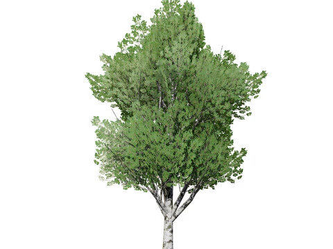 Low Poly Grey Poplar Trees 3D Model
