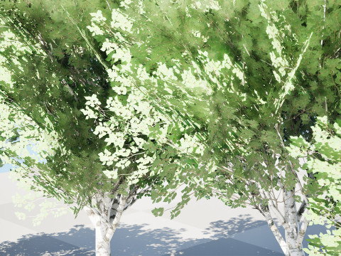 Low Poly Grey Poplar Trees 3Dモデル
