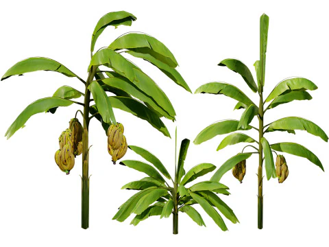 Bananenbomen 3D Model