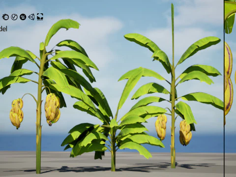 Banana Trees 3D Model