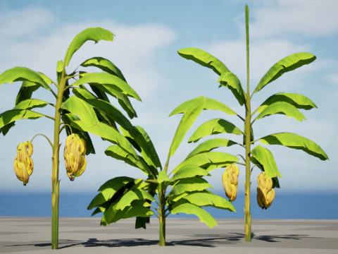 Banana Trees 3D Model