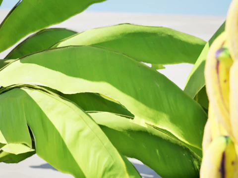Banana Trees 3D Model