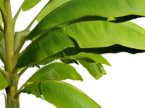 Banana Trees 3D Model