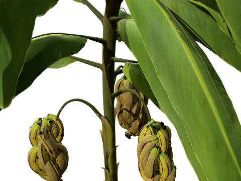 Banana Trees 3D Model
