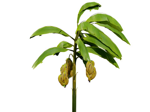 Banana Trees Modelo 3D