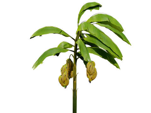 Banana Trees 3D Model