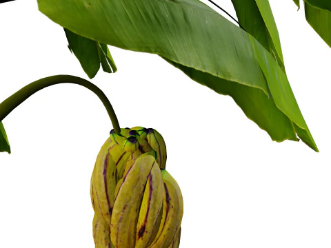 Banana Trees 3D Model