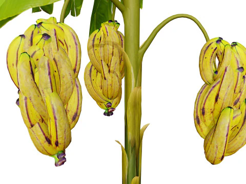 Banana Trees 3D Model