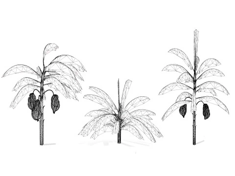 Banana Trees 3D Model
