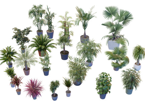 Indoor potted palms collection 3D Model