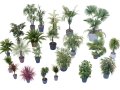 Indoor potted palms collection 3Dモデル
