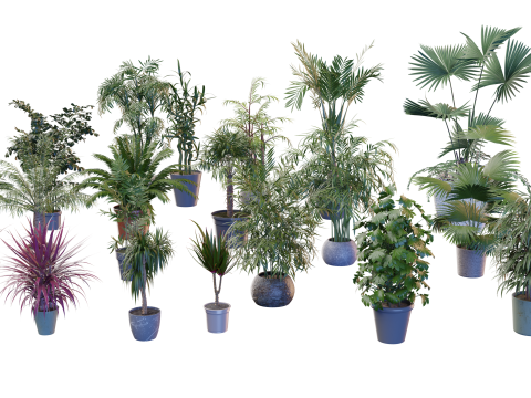 Indoor potted palms collection Modèle 3D