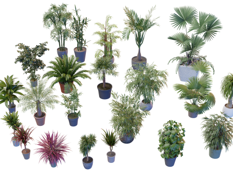 Indoor potted palms collection Modèle 3D