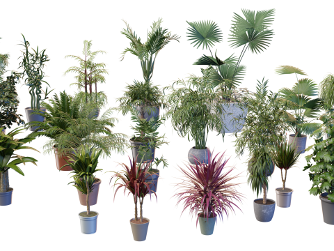 Indoor potted palms collection Modèle 3D