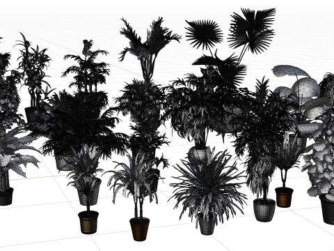 Indoor potted palms collection 3D Model
