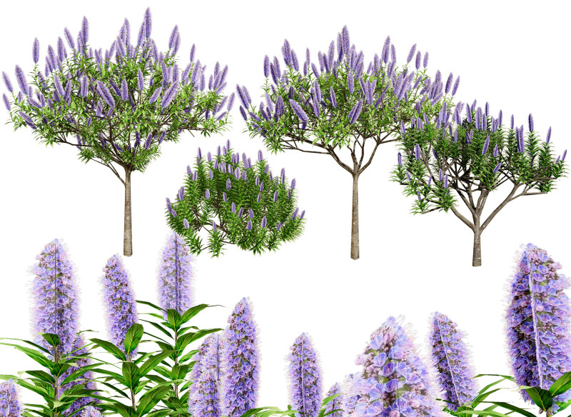Pride of Madeira 3Dモデル .c4d .max .obj .3ds .fbx .stl .blend 