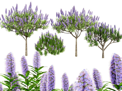 Pride of Madeira 3D Model