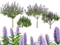Pride of Madeira Modello 3D