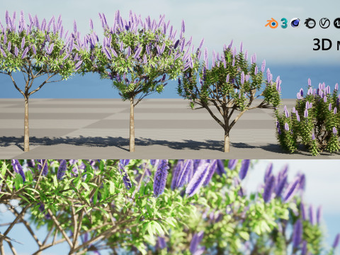 Pride of Madeira 3Dモデル