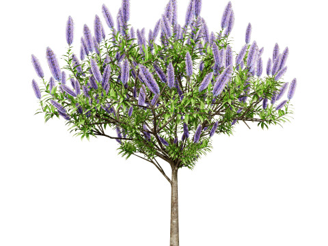 Pride of Madeira 3Dモデル