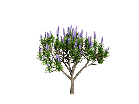 Pride of Madeira 3Dモデル