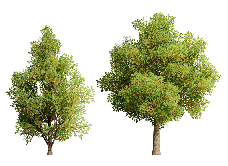 Game Ready Hazelnut Trees 3D 模型 .c4d .max .obj .3ds .fbx .stl .blend 