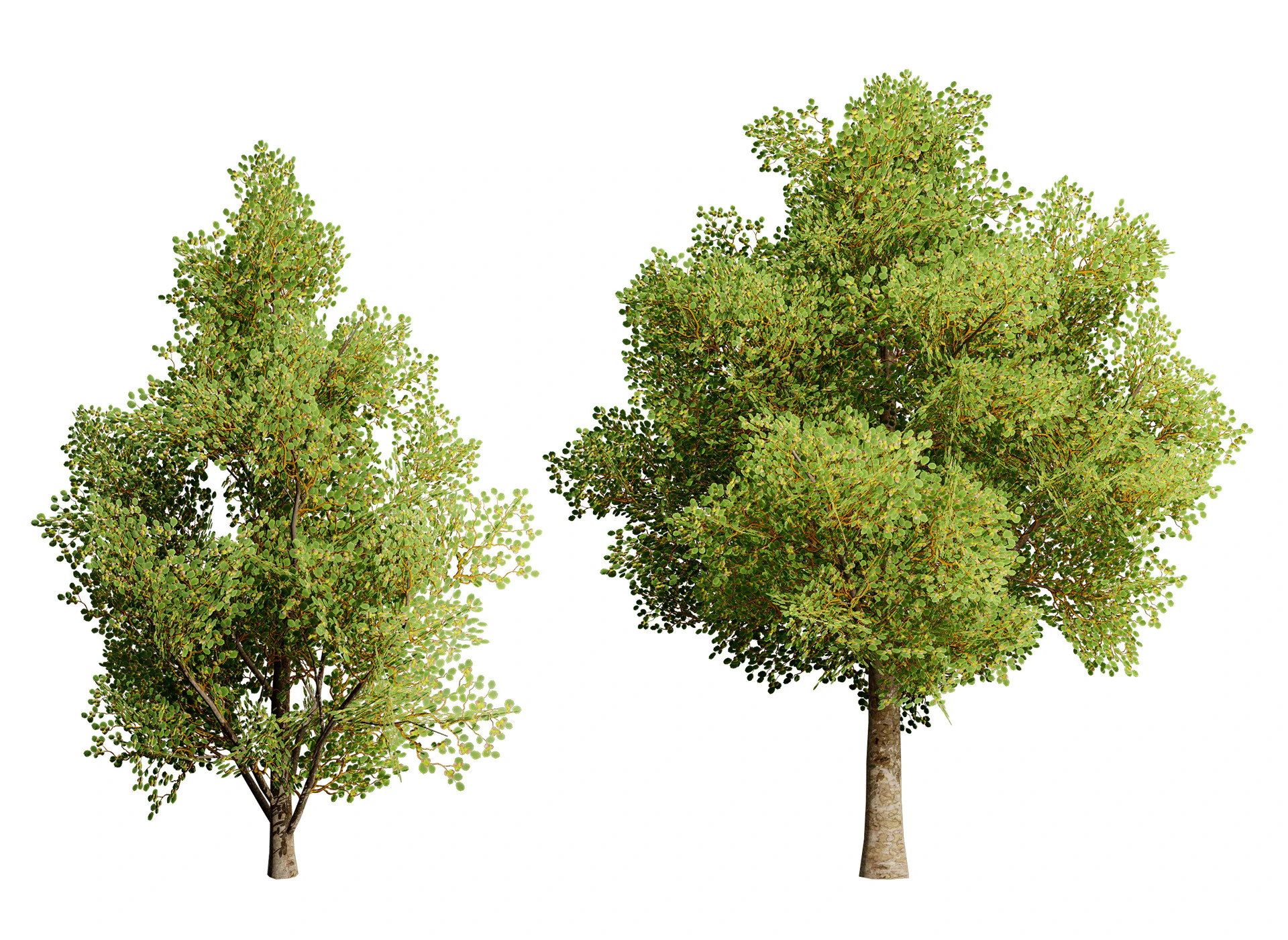 Game Ready Hazelnut Trees 3D Model .c4d .max .obj .3ds .fbx .stl .blend